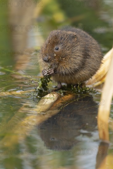 Water vole (Arvicola amphibius) adult rodent animal feeding on pond weed in a reedbed in summer,