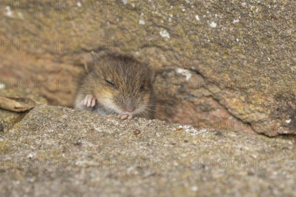 Brown rat (Rattus norvegicus) juvenile baby rodent animal emerging from a hole in an urban