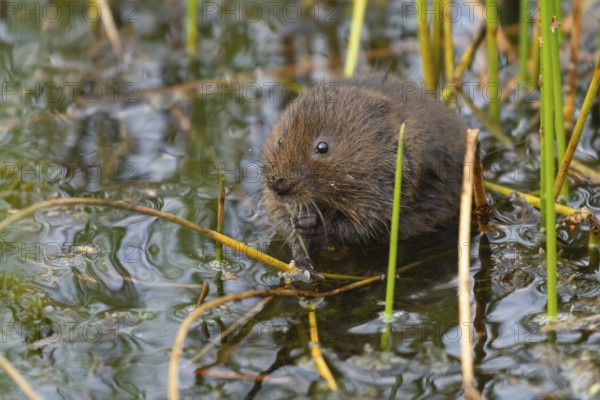Water vole (Arvicola amphibius) adult rodent animal feeding on pond weed in a reedbed in summer,