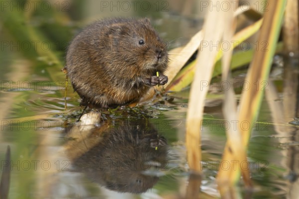 Water vole (Arvicola amphibius) adult rodent animal feeding amongst reeds in a pond in summer,