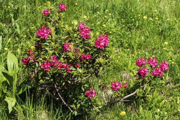Rusty-leaved alpenrose (Rhododendron ferrugineum), also known as rusty red alpine rose or rusty red