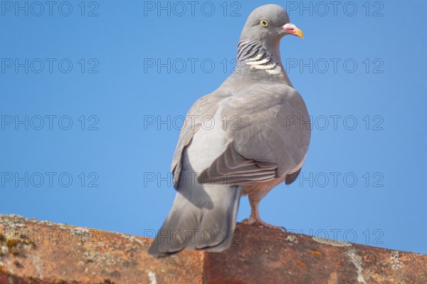 A wood pigeon (Columba palumbus) sitting on the roof ridge of a house, animal photo, bird, bird
