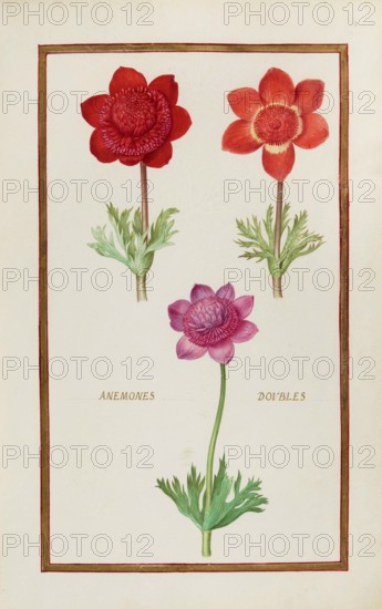 Anemone doubles, double anemone, historical, digitally enhanced reproduction from Theatrum florae