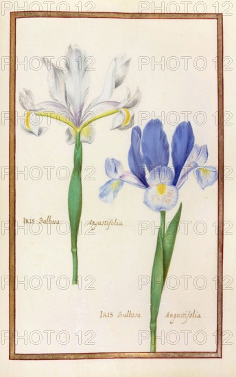 Iris, iris, historical, digitally enhanced reproduction from Theatrum florae (1624) by Daniel Rabel