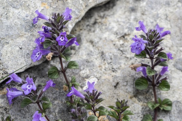 Alpine stonecrop (Clinopodium alpinum), Monte Baldo, Veneto, Italy