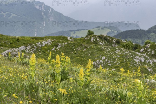 Great yellow gentian (Gentiana lutea), Monte Baldo, Veneto, Italy