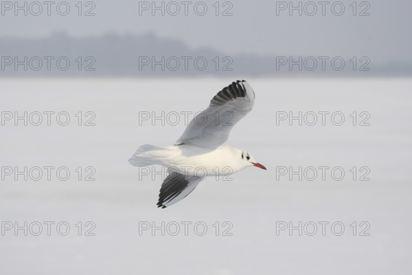 Black-headed Black-headed Gull (Chroicocephalus ridibundus) in a light dress, in gliding flight,