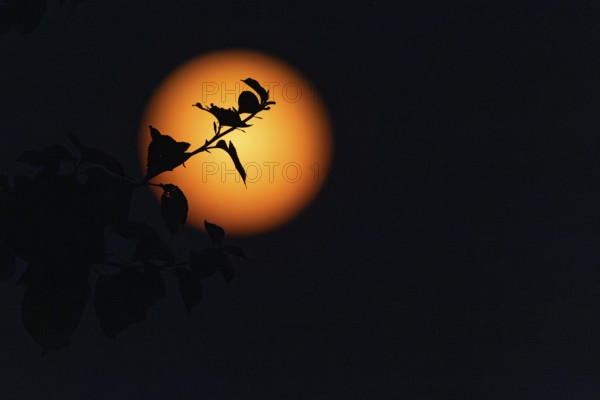 Full moon, (super moon) Münsterland, North Rhine-Westphalia