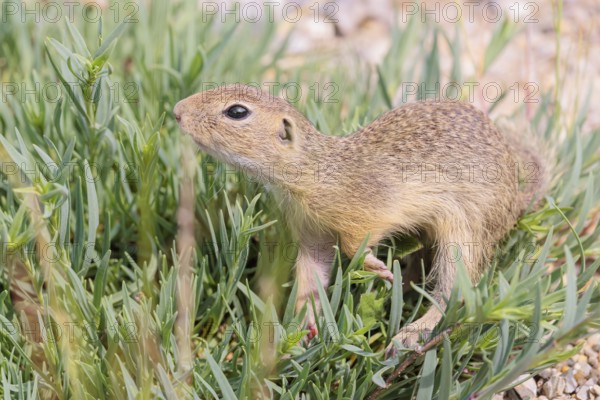 A young European ground squirrel (Spermophilus citellus) or European souslik stands on a gravel