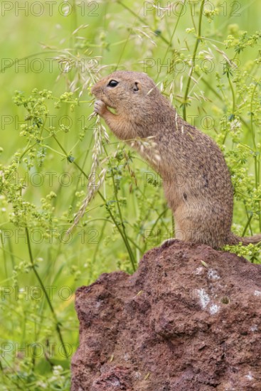 An adult European ground squirrel (Spermophilus citellus) or European souslik stands on a rock in a