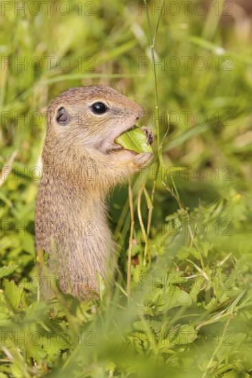 A young European ground squirrel (Spermophilus citellus) or European souslik stands in a meadow
