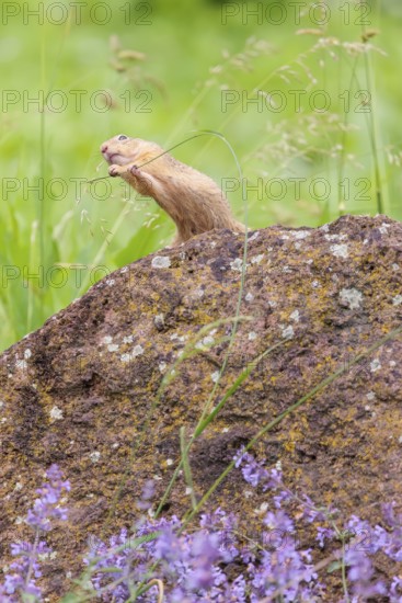 An adult European ground squirrel (Spermophilus citellus) or European souslik stands on a rock in a