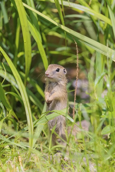 An adult European ground squirrel (Spermophilus citellus) or European souslik stands in a meadow