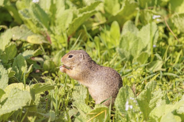 An adult European ground squirrel (Spermophilus citellus) or European souslik stands in a meadow