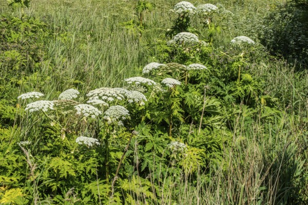 Flowering Giant Hogweed, (Heracleum mantegazzianum) an invasive species that is difficult to
