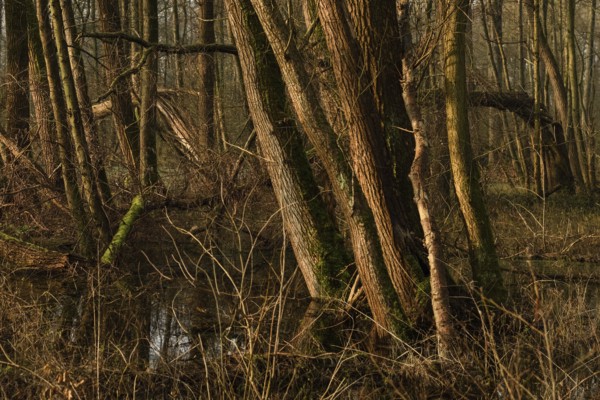 In the quarry forest, swamp forest... Meerbusch (Lanker Bruch), swampy alluvial forest with alders,