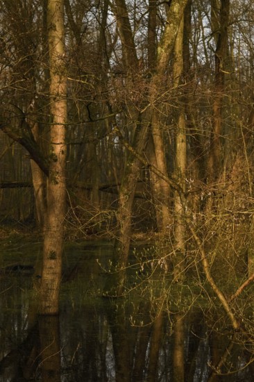 At high water levels... near-natural marshy forest, alluvial forest with alders, poplars, ash trees