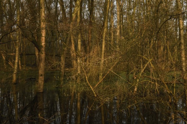 At high water levels... near-natural marshy forest, alluvial forest with alders, poplars, ash trees