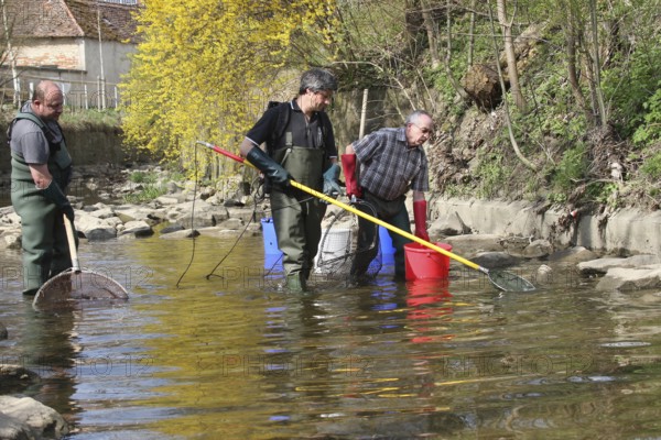 Fishermen, anglers fishing with current in the town stream of Mindelheim, fish counting and species