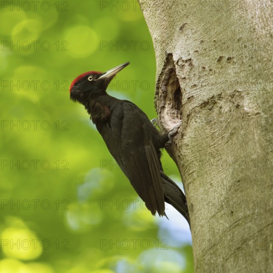 In the sunshine... Black woodpecker (Dryocopus martius) under the canopy of beech trees, adult