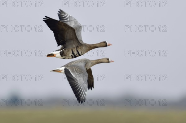 Travelling together... White-fronted geese (Anser albifrons) in their winter quarters on the Lower