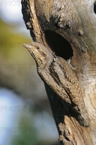 Securing itself in front of the breeding den... Wryneck (Jynx torquilla), rare native, rather