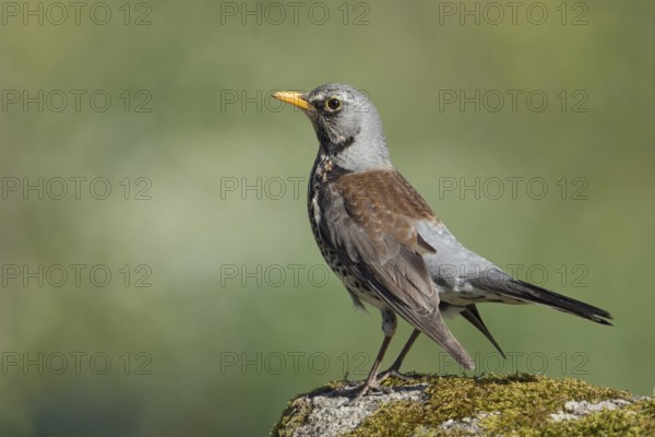 Proud bird... Juniper thrush (Turdus pilaris), male in breeding plumage, well-known native