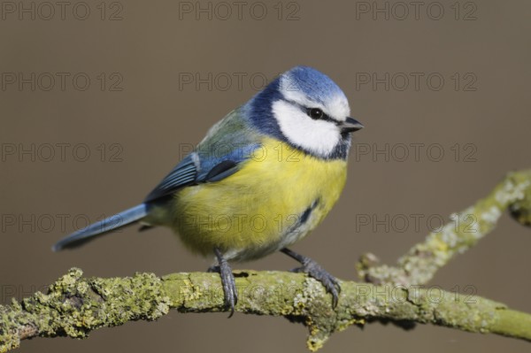 Small and cheeky... Blue tit (Cyanistes caeruleus) sitting on a dry branch ready to jump off,