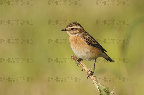 Rare open country bird... Whinchat (Saxicola rubetra), endangered due to habitat loss, male in