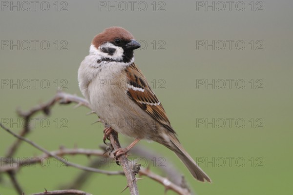 A sparrow... Tree sparrow (Passer montanus), sparrow on a dry blackberry vine, cropped in front of