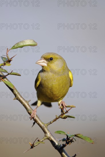 In the home garden... Greenfinch (Carduelis chloris), common, native songbird species, also occurs