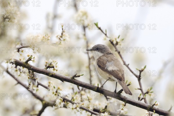 A hedge dweller... Rattling warbler (Sylvia curruca), native songbird sitting in a flowering