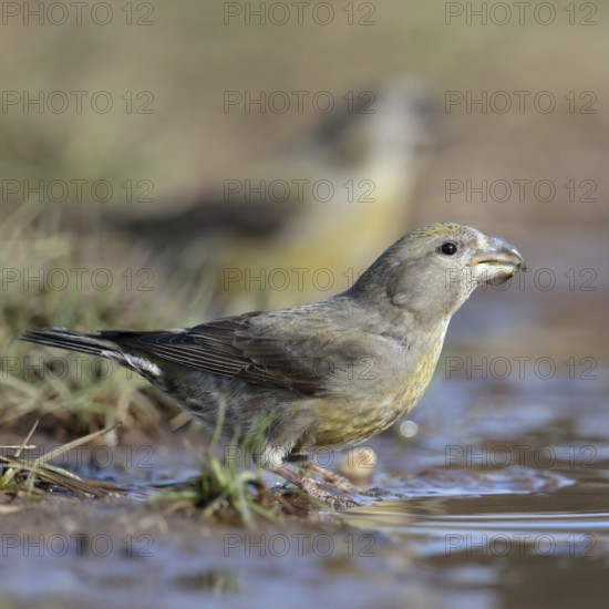 At the waterhole... Pine Crossbill (Loxia pytyopsittacus), a flock of rare Pine Crossbills have