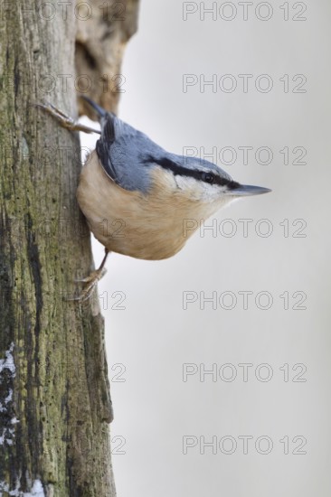Climbing artist... European nuthatch (Sitta europaea) in winter foraging on the dead wood of an old