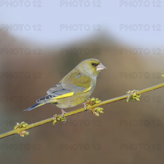 Typical garden bird... Greenfinch (Carduelis chloris), male in splendid plumage on a flowering