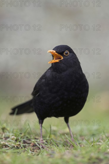 Singing at the top of its voice... Blackbird (Turdus merula), one of the best known native