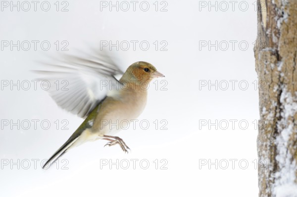 Chaffinch (Fringilla coelebs) in winter with snow, in flight, approach, in motion, colourful finch,