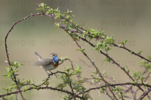 Singing in the brambles... white-starred bluethroat (Luscinia svecica), particularly pretty native