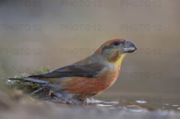 Pine Crossbill (Loxia pytyopsittacus), colourful male has come to drink at a puddle of water, sits