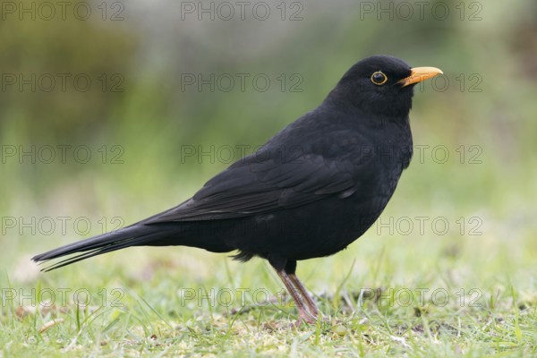 Our most common thrush... Blackbird (Turdus merula), one of the best known native songbirds, can be