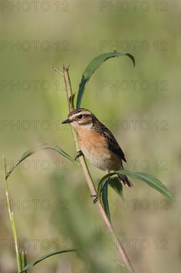 Bird of the year 2023... Whinchat (Saxicola rubetra) on the lookout, on the perch, typical meadow