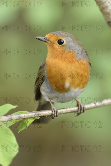 Fresh green and bright orange... Robin (Erithacus rubecula) sits on a branch in a tree among the