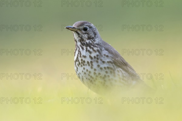 Song thrush (Turdus philomelos) in spring in breeding plumage, sitting low in the grass on the