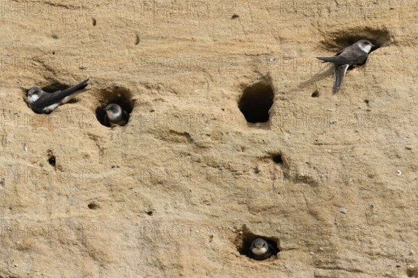 Breeding wall of the sand martin colony... Sand martin (Riparia riparia), occupied breeding tubes