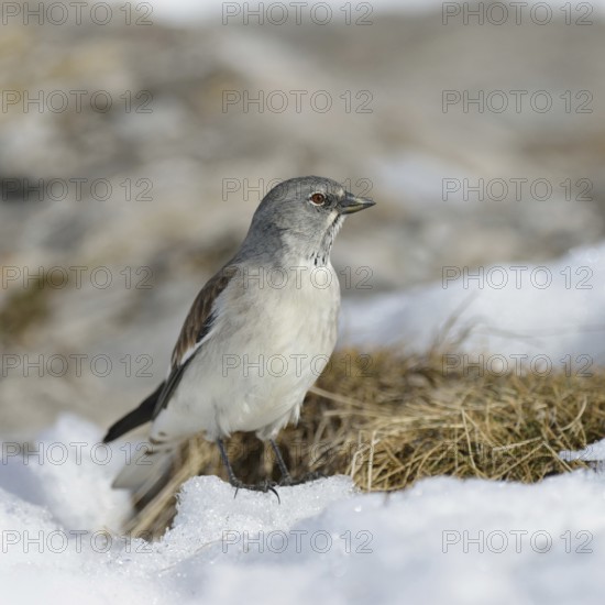 Snow sparrow (Montifringilla nivalis) in typical habitat, high mountains, during snowmelt in
