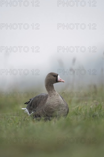 White-fronted goose (Anser albifrons), Arctic wild goose in the tall grass of a meadow, Nordic
