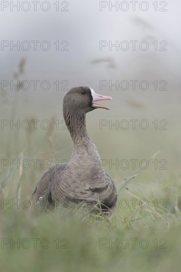 White-fronted goose (Anser albifrons), adult wild goose, rests, sits in a high meadow, calls,