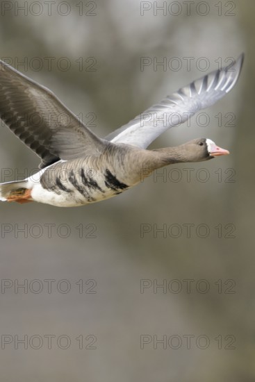 Grey winter time... White-fronted goose (Anser albifrons) on the Lower Rhine, wintering in Germany,