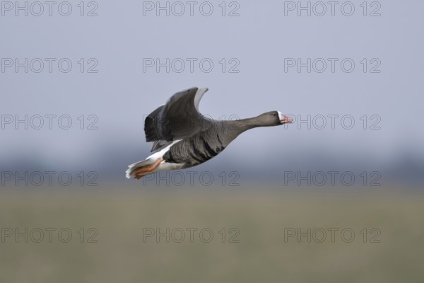 Soft colours... White-fronted goose (Anser albifrons), northern wild goose in flight, in the most