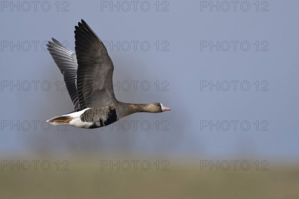 In flight... White-fronted Goose (Anser albifrons), arctic wild goose flies over meadows and dikes
